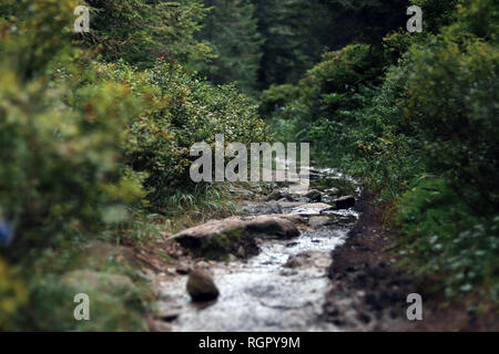 Strom des Wassers nach unten gehen, ein Pfad in einem Wald von grünen Büschen und Bäumen umgeben Stockfoto