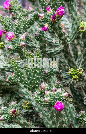 Baum Cholla Cylindropuntia imbricata im Garten Stockfoto