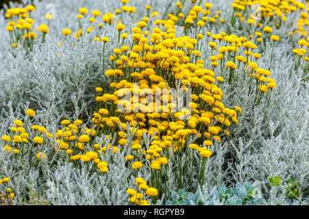 Santolina chamaecyparissus aus Baumwolle Stockfoto