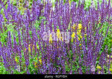 Blaue krautige Salbei Salvia nemorosa Caradonna melliferous Pflanze für trockene Sandplätze im Juni Garten Salvias Blumen Stockfoto