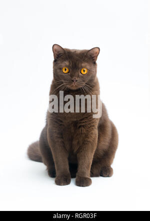 Britisch Kurzhaar Katze auf weißem Hintergrund. Beschneidungspfad, kopieren Platz für Text Stockfoto
