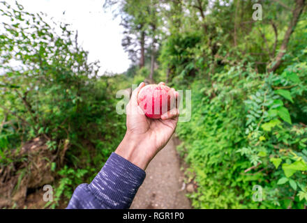 Foto von biologischem Obst und Gemüse. Bauern Hände mit frisch geernteten Äpfel - himachali Apple Stockfoto