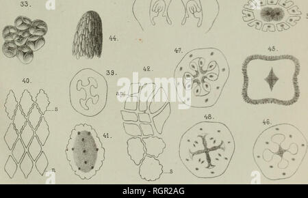 . Bulletin de la société Imperiale des naturalistes de Moscou. Wissenschaft; Geologie; Naturgeschichte; Biologie. 26. 27 f/Hi/. Abb.: 21-34 Calla palustris L-Abb.: 37-48 Alocasia odora Koch". Bitte beachten Sie, dass diese Bilder sind von der gescannten Seite Bilder, die digital für die Lesbarkeit verbessert haben mögen - Färbung und Aussehen dieser Abbildungen können nicht perfekt dem Original ähneln. extrahiert. Moskovskoe obshchestvo liubitelei prirody. Moscou: Typ.de l'Université Imperiale Stockfoto