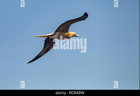 Red-footed Booby. Sula Sula, Dunkle morhp im Karibischen Meer Stockfoto