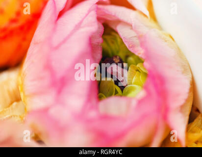 Ziemlich bud der zart rosa Ranunkeln Blume Stockfoto