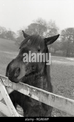 1960 s, Nahaufnahme, Pferd im Feld von Gate. Stockfoto