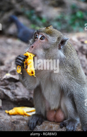 Langschwanzmakak (Macaca fascicularis), Phang Nga, Thailand Stockfoto