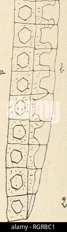 . Bulletin de la Socit botanique de Genve. Pflanzen, Pflanzen-- Schweiz. . Bitte beachten Sie, dass diese Bilder sind von der gescannten Seite Bilder, die digital für die Lesbarkeit verbessert haben mögen - Färbung und Aussehen dieser Abbildungen können nicht perfekt dem Original ähneln. extrahiert. Socit botanique de Genve. Genve, [Schweiz]: Socit botanique de Genve Stockfoto