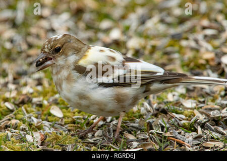 Gemeinsame Buchfink, weiblich, (Fringilla coelebs) Stockfoto