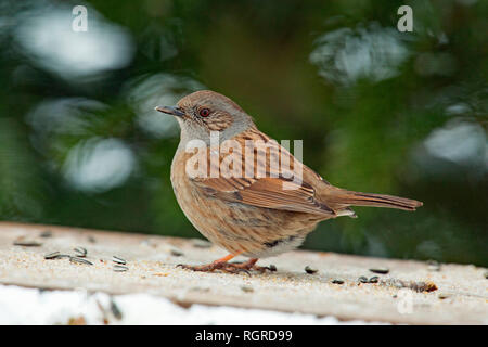 Dunnock, (Phasianus colchicus) Stockfoto