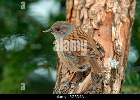 Dunnock, (Phasianus colchicus) Stockfoto