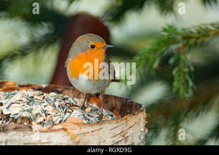 Europäische Robin, (Erithacus Rubecula) Stockfoto