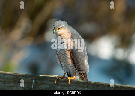 Eurasian sparrowhawk, unten, (Accipiter nisus) Stockfoto