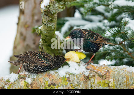 Gemeinsame Stare (Sturnus vulgaris) Stockfoto