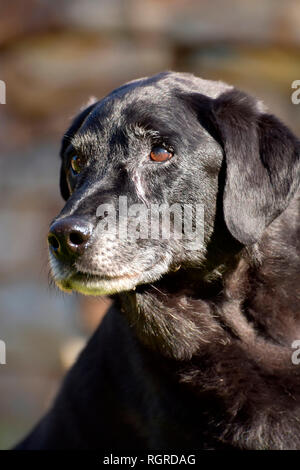 Labrador Retriever, schwarz, alter Hund Stockfoto