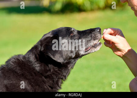 Labrador Retriever, schwarz, alter Hund, behandeln Stockfoto