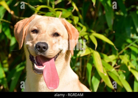 Junge gelben Labrador Retriever Stockfoto