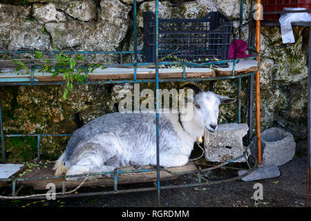 Inländische Ziege im Regal, Verkauf von Gütern, Uji i Ftothe, Albanien Stockfoto