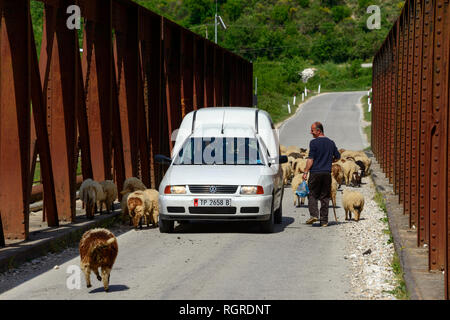 Hausschafe und Auto, auf der Brücke über den Fluss Drino, in der Nähe von Tepelene, SH 75, Albanien Stockfoto