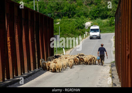 Hausschafe und Auto, auf der Brücke über den Fluss Drino, in der Nähe von Tepelene, SH 75, Albanien Stockfoto