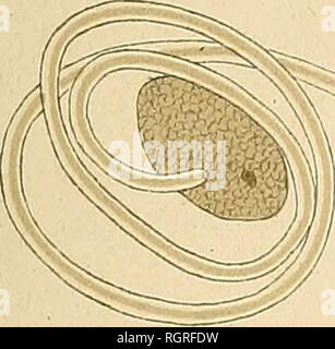 . Bulletin de la société Imperiale des naturalistes de Moscou. Wissenschaft; Biologie; Geologie; Natural History. ®^. 71. 70 76. /^l^5^80. 72. Bitte beachten Sie, dass diese Bilder sind von der gescannten Seite Bilder, die digital für die Lesbarkeit verbessert haben mögen - Färbung und Aussehen dieser Abbildungen können nicht perfekt dem Original ähneln. extrahiert. Moskovskoe obshchestvo liubitelei prirody. Moscou: Société imperiale des naturalistes de Moscou Stockfoto