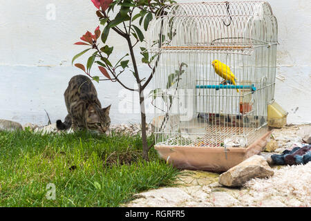 Cat roaming Vor ein Kanarienvogel im Käfig, Puntarenas, Albanien Stockfoto