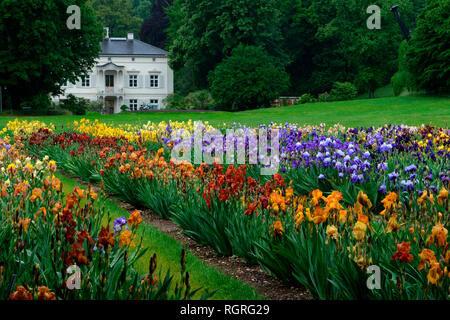 Deutsche Iris, Garten der Villa Merian, Basel, Gruen 80, Schweiz, Europa, Iris x Germanica Stockfoto