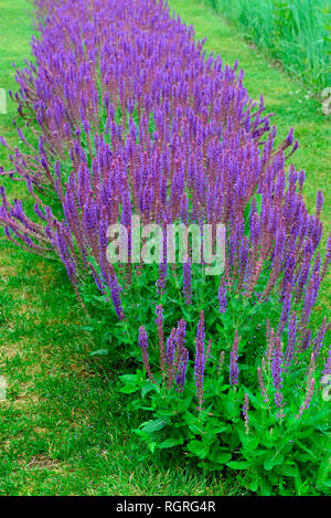 Ziersalbei, Salvia Officinalis Stockfoto