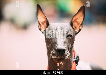 Mexikanischer Nackthund Nahaufnahme Portrait. Xoloitzcuintli oder Xolo, ist eine Haarlose Rasse des Hundes. Lustig, nachdenklich, Hund. Stockfoto