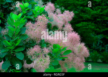 Perueckenstrauch, (Cotinus coggygria) Stockfoto