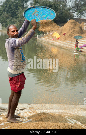 Indien. Bihar. Katari nahen Dorf. Mann worfeln Reis. Stockfoto