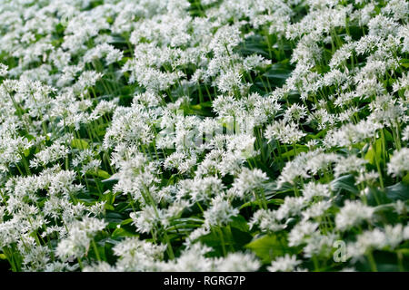 Bärlauch, Velbert, Deutschland, Europa, Allium ursinum Stockfoto