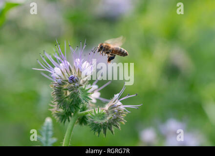 Lacy Phacelia, Europa, Phacelia tanacetifolia Stockfoto