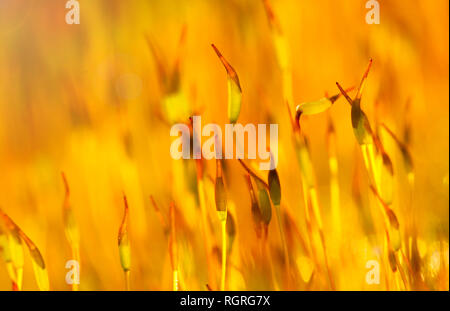 Feuerwehr Moos, Nordrhein-Westfalen, Deutschland, Europa, Ceratodon purpureus Stockfoto