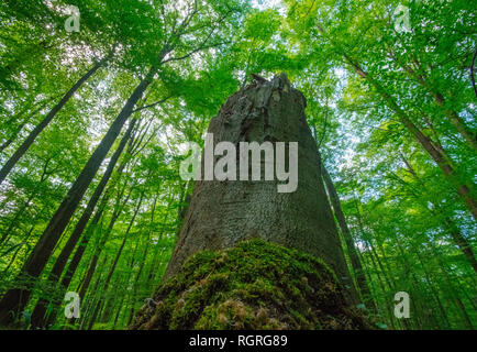 Europäische Beeches, Buchenwälder, Habichtswald, Tecklenburg, Nordrhein-Westfalen, Deutschland, Europa, FFH, Fagus sylvatica Stockfoto