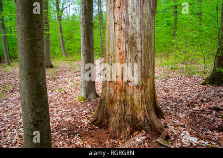 Buchenwälder, Goehrde, Niedersachsen, Deutschland, Europa, Fagus sylvatica Stockfoto