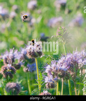 Lacy Phacelia, Europa, Phacelia tanacetifolia Stockfoto