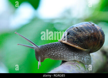 Weinbergschnecke, Nordrhein-Westfalen, Deutschland, Europa, Helix pomatia Stockfoto