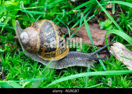 Weinbergschnecke, Nordrhein-Westfalen, Deutschland, Europa, Helix pomatia Stockfoto