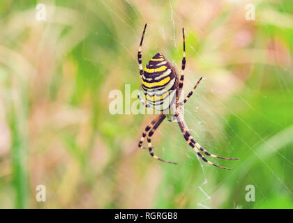 Wasp Spider Argiope Bruennichi, Europa, Stockfoto