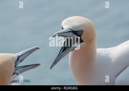 Basstölpel, Helgoland, Schleswig-Holstein, Deutschland, Europa, Morus bassanus Stockfoto