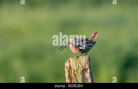 Bekassine, Naturschutzgebiet Ochsenmoor, Huede, Diepholz, Niedersachsen, Deutschland, Europa, Gallinago gallinago Stockfoto