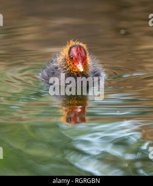 Blässhuhn, Küken, Abtskuecher Teich, Heiligenhaus, Deutschland, Europa, Fulica atra Stockfoto