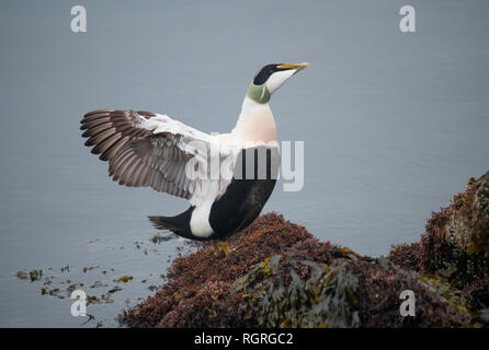 Eider Duck, Drake, Dune, Helgoland, Schleswig-Holstein, Deutschland, Europa, Somateria molissima Stockfoto