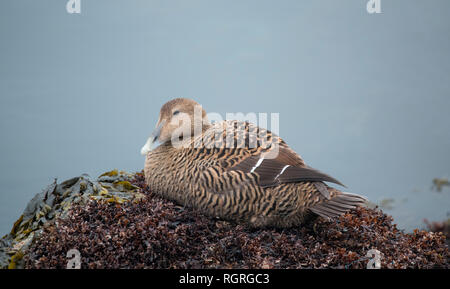 Eider Duck, weiblich, Dune, Helgoland, Schleswig-Holstein, Deutschland, Europa, Somateria molissima Stockfoto