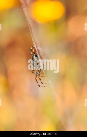 Garden Spider, Europa, Araneus diadematus Stockfoto