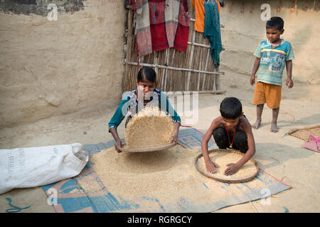 Indien. Bihar. Katari nahen Dorf. Kinder worfeln Reis. Stockfoto