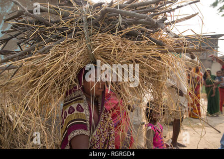 Indien. Bihar. Katari nahen Dorf. Eine Frau, die Brennholz und Reis Stroh auf dem Kopf. Stockfoto