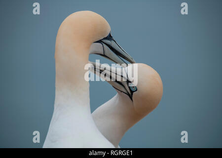 Basstölpel, Helgoland, Schleswig-Holstein, Deutschland, Europa, Morus bassanus Stockfoto