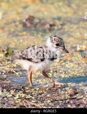 Kiebitz, Naturschutzgebiet Ochsenmoor, Huede, Diepholz, Niedersachsen, Deutschland, Europa, Vanellus vanellus Stockfoto